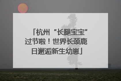 杭州“长腿宝宝”过节啦！世界长颈鹿日邂逅新生幼崽